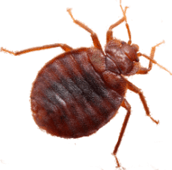 bed bug exterminator Oshawa