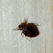 bed bug identification Oshawa