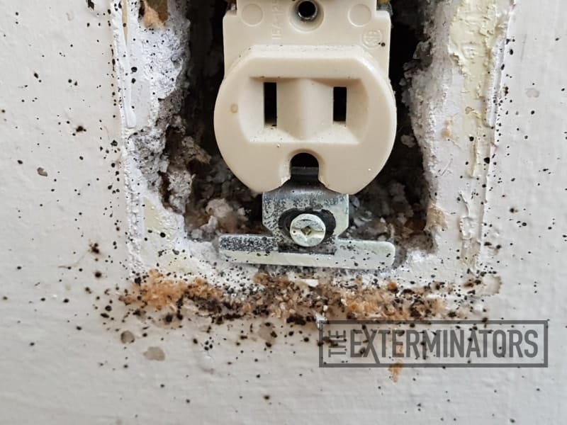 bed bugs wall outlet control Oshawa