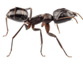 carpenter ant control oshawa