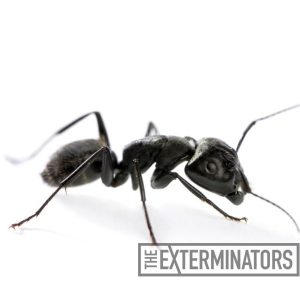 carpenter ant pest extermination Oshawa