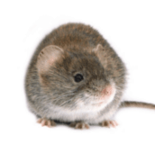 mouse pest exterminator oshawa