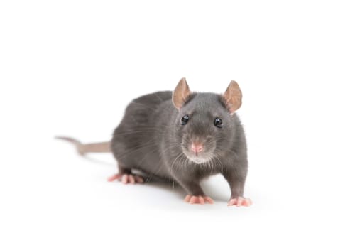 rat pest control Oshawa