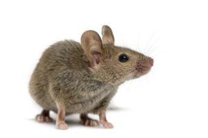 mouse exterminator oshawa