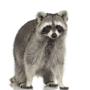 raccoon infestation oshawa