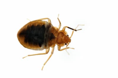 bed bug exterminator oshawa