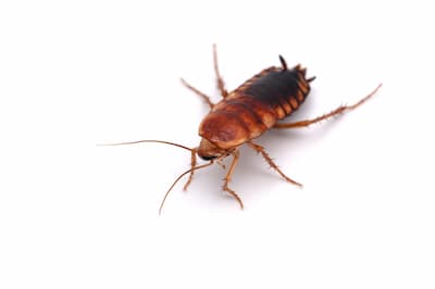 cockroach exterminator oshawa