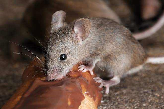 mice droppings under kitchen sink