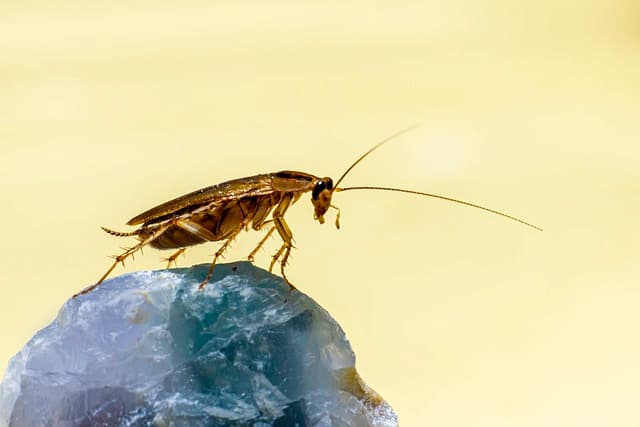 German Cockroach Sighting Taking Action in Your House