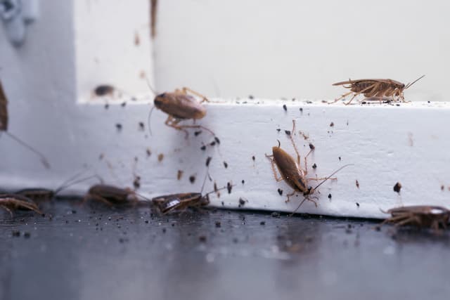 Kitchen Invasion How to Remove Cockroaches from Your Kitchen