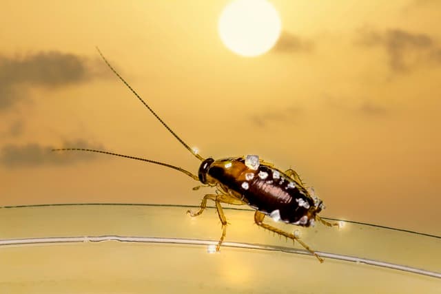 Oriental Cockroaches Identifying and Dealing with the Problem