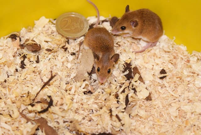 Are Mice Dangerous in the House Assessing Health Risks