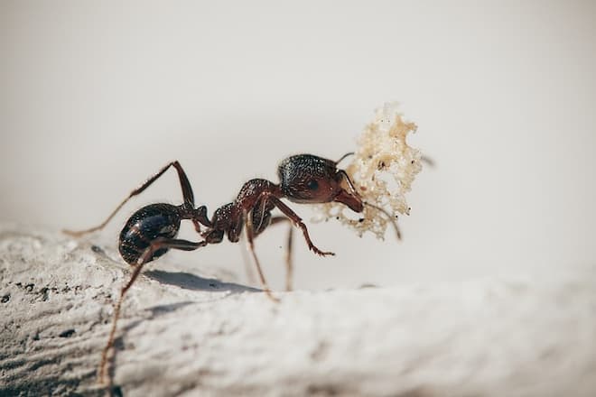 Carpenter Ant Frass Indicators of Nest Activity