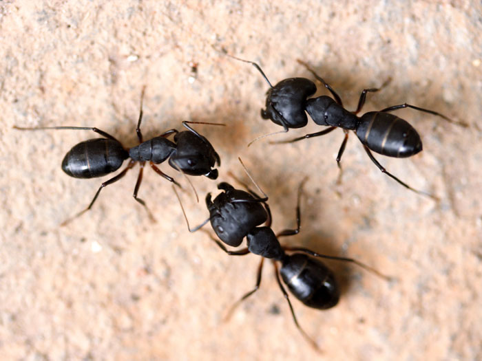 Getting Rid of Carpenter Ants Outside Exterior Pest Control Methods