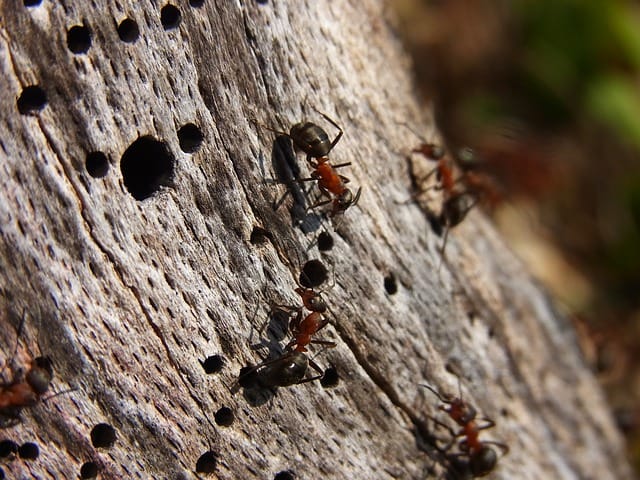 Identifying Carpenter Ant Nests Recognizing Nesting Patterns