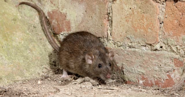 Preventing Rat Entry into Your Home