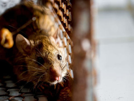 Signs of Intruders How to Know If You Have Mice in Your House