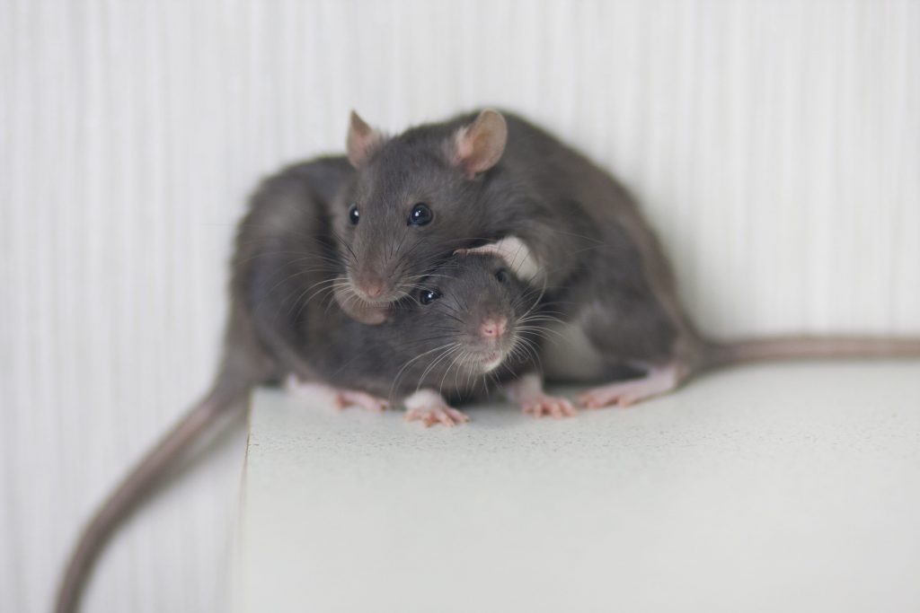 Stopping Rat Infestations Prevention Measures