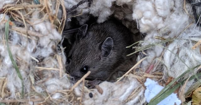 Stubborn Rodents Mice Eating Bait But Not Dying