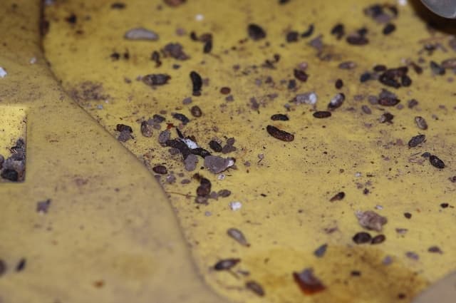 Understanding the Health Risks Chances of Getting Sick from Mouse Droppings