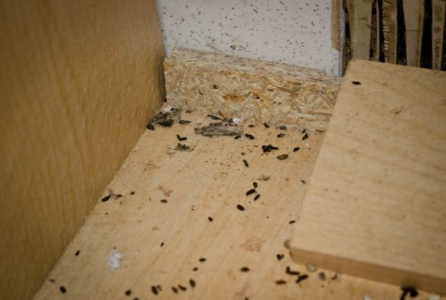 Vaccuuming Mouse Droppings Hepa or Regular Vaccuum Cleaner