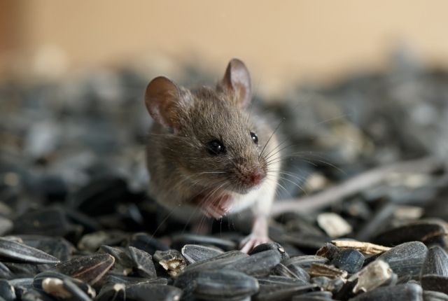 Why Do Mice Get In To Your House