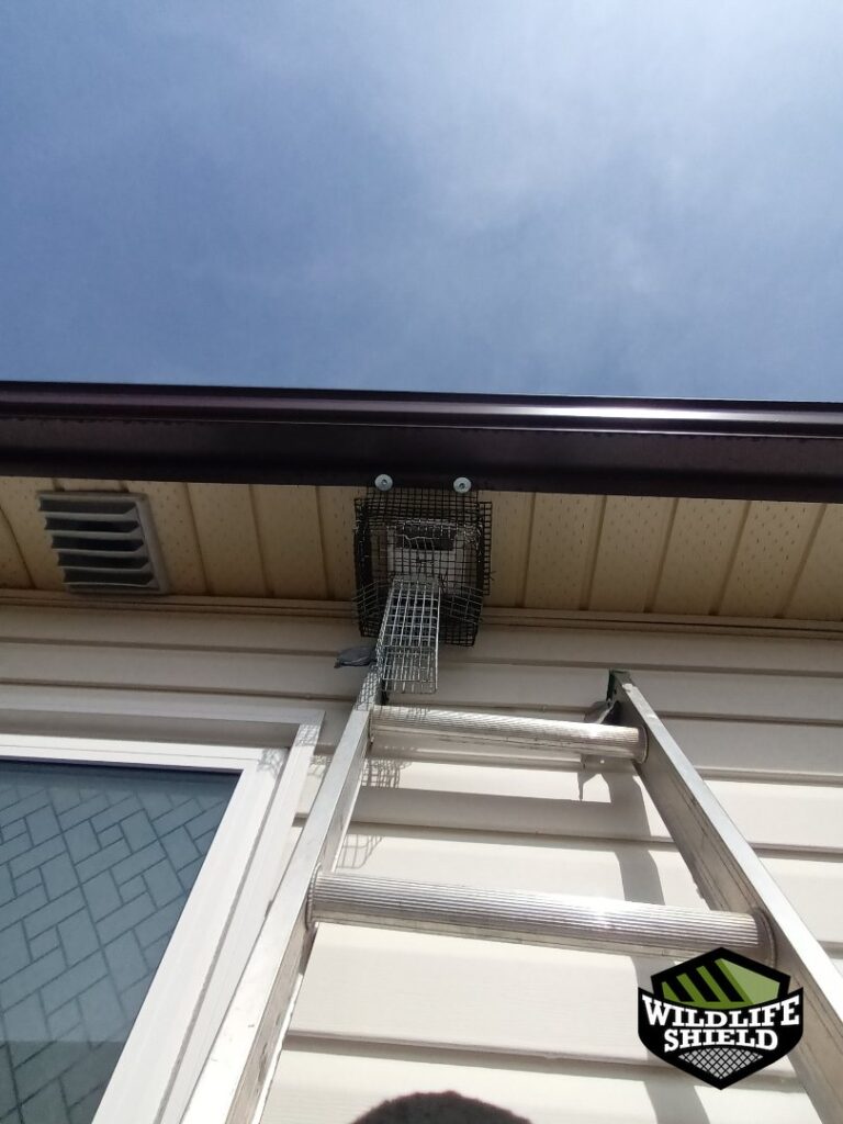 oshawa exterior trap setup install 02