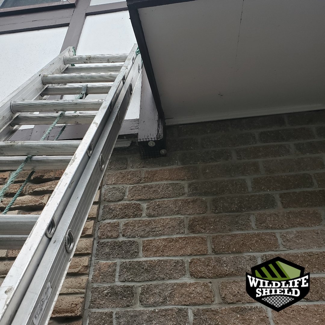 oshawa soffit screening install 01 oshawa soffit screening install 01